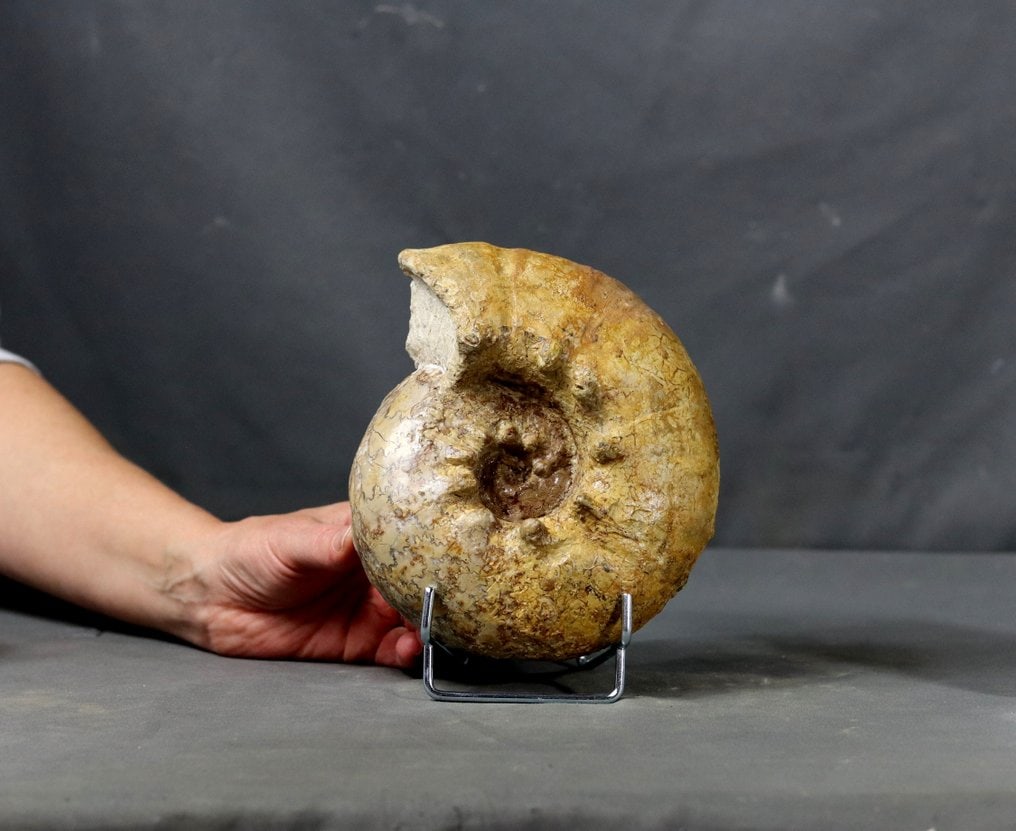 Big ammonite with spines - On stand - Fossilised animal - Orthaspidoceras lallierianum ( 17 cm ): Name : Orthaspidoceras lallierianum Age : Jurassic, Kimmeridgian stage Found in : Rocher d'Yves, Charente-Maritime, France This fossil ammonite has a size of 17 cm . It has a weight of 1803 g . Please