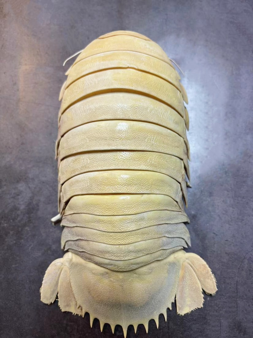 30cm Giant Isopod Bathynomus giganteus No.1: Title: 30cm Giant Isopod Bathynomus giganteus No.1 Description: Our crustacean taxidermies are preserved by experienced taxidermists, all meat and organs are 99% cleared with membranes and bone struct