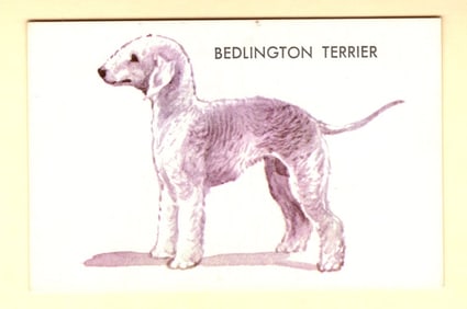 Bedlington Terrier Trade Card