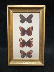 C1830 French hand colored butterflies engraving