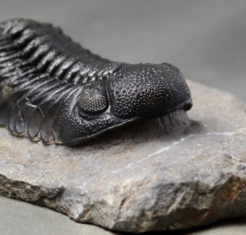 Finest quality trilobite - With perfect eyes - A big one - Fossilised animal - Morocops granulops - (1 of 3)