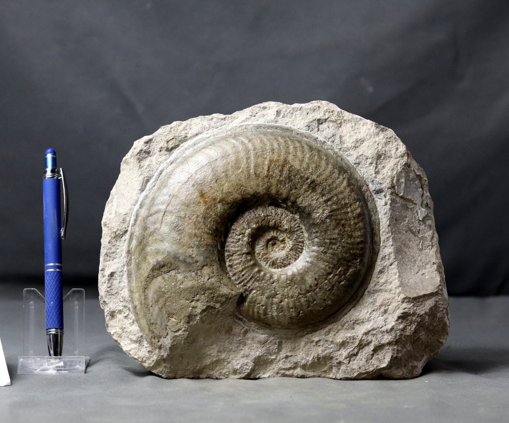 Fine ammonite on self standing stone - Fossilised animal - Haugia variabilis - 16.3 cm: Name: Haugia variabilis (d'Orbigny) Age: Jurassic, Toarcian Findspot : Airvault, France The big Haugia ammonite itself has a diameter of 16.3 cm . The matrix has been arranged for being self standing.