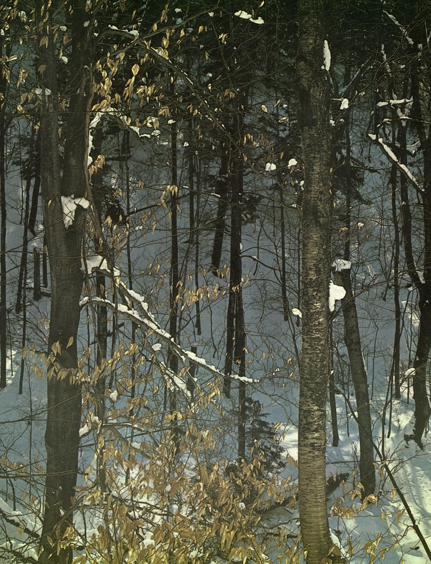 ELLIOT PORTER - Winter (1 of 1)