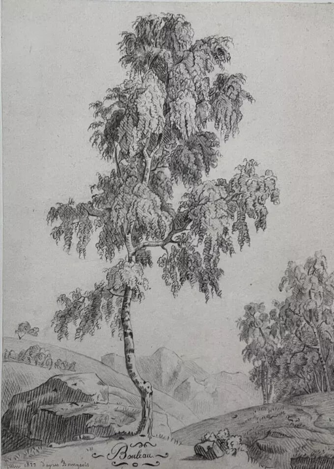 Antique Drawing Original signed Bouleau Tree Landscape 1822: Title: Antique Drawing Original signed Bouleau Tree Landscape 1822 Description: Pencil on paper 28 x 20 cm stick to paper Reserve: $80.00 Shipping: Domestic: Flat-rate of $29.00 to