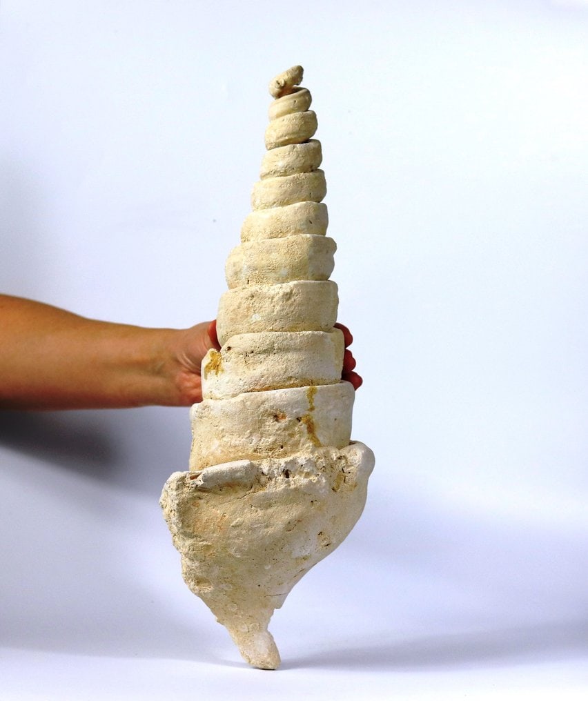 Giant fossil shell - Out of matrix - Fossilised animal - Campanile giganteum - 40 cm (1 of 3)