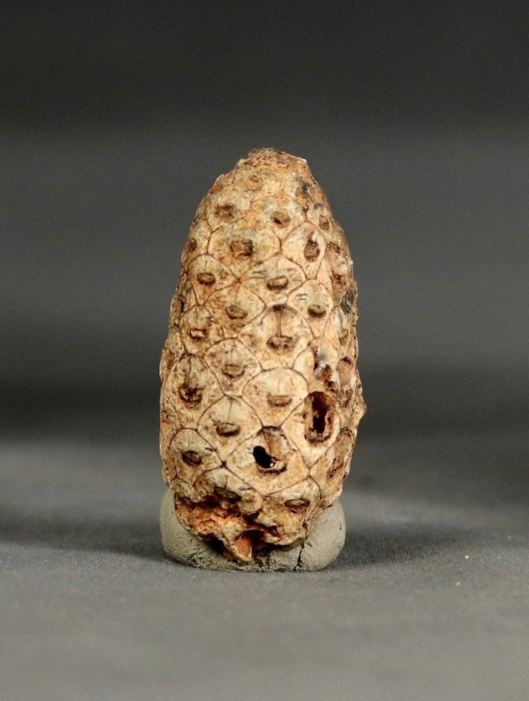Uncommon fossil cone - Nicely preserved - Fossilised plant - Equicalastrobus chinleana - 3.9 cm: Name : Equicalastrobus chinleana Age : Eocen Location : Dakhla, Morocco The cone has a size of 3.9 cm. Reserve: $55.00 Shipping: Domestic: Flat-rate of $42.00 to anywhere within the contiguous U.S. In