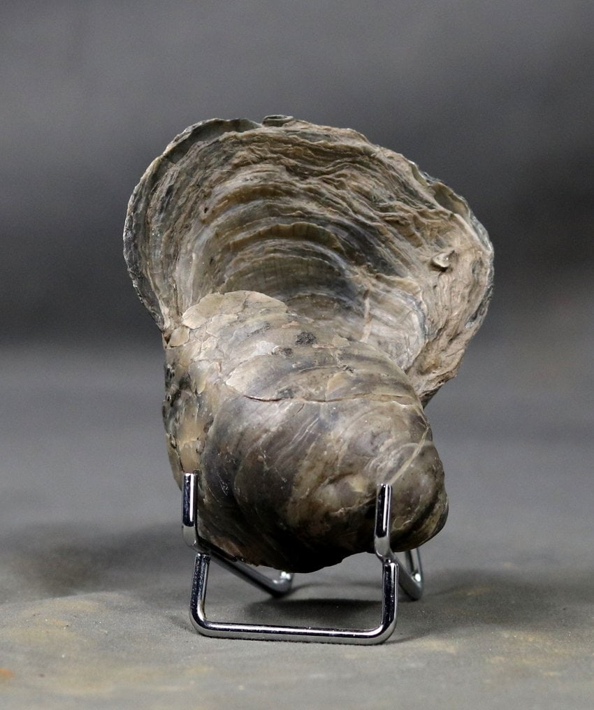 Giant oyster fossil 9.1 cm !! Natural double - Fossilised animal - Gryphaea dilatata - 9.1 cm - 6.8: Name: Gryphaea dilatata AGE: Jurassic, Middle Oxfordian Origin: Viller sur mer, France The overall measurement of the fossil is 9.1 cm (the complete specimen) and weighs 207 g. It is of excellent qual