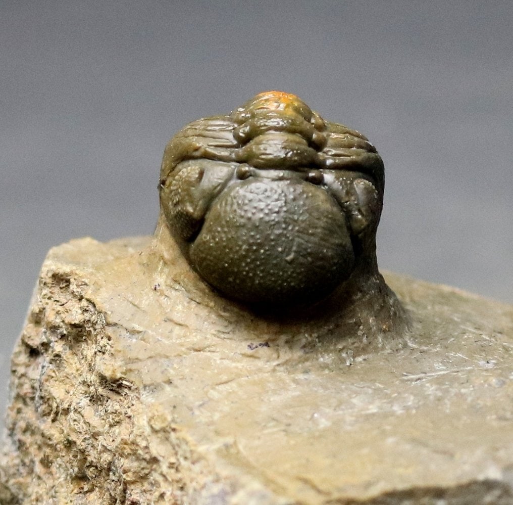 Fine quality trilobite - Multiple colors - Fossilised animal - Morocops granulops - 5.5 cm (1 of 3)