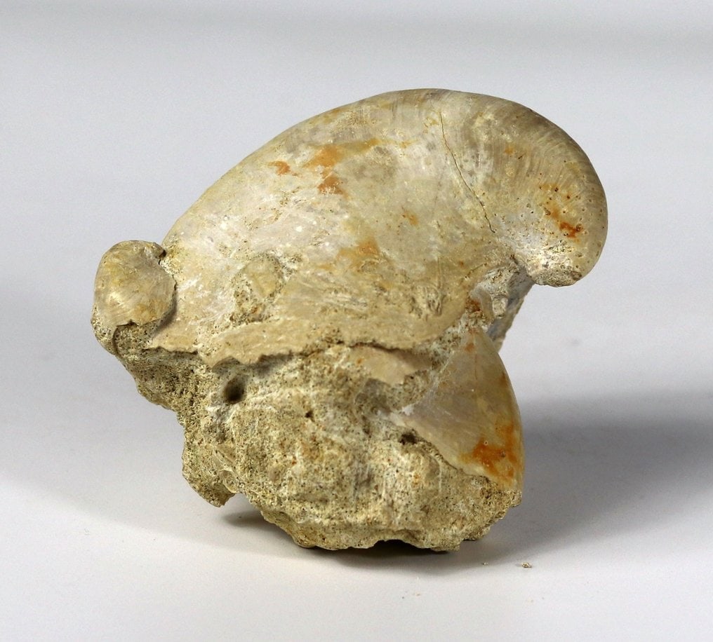 A fine fossil shell - Fossilised animal - Rhynchostreon suborbiculatum - 9.3 cm (1 of 3)