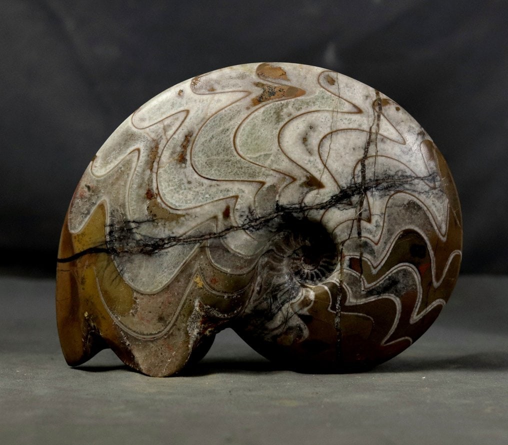 Fine decorative Ammonite - Big size - Fossilised animal - Carinoceras galeatum - 18.5 cm: Outstanding and with both sides cleaned. The ammonite is self standing. The weight is 1.2 kg. Name : Carinoceras galeatum (WEDEKIND 1913) Age : Upper Devonian Location : Alnif near Erfoud, Morocco The