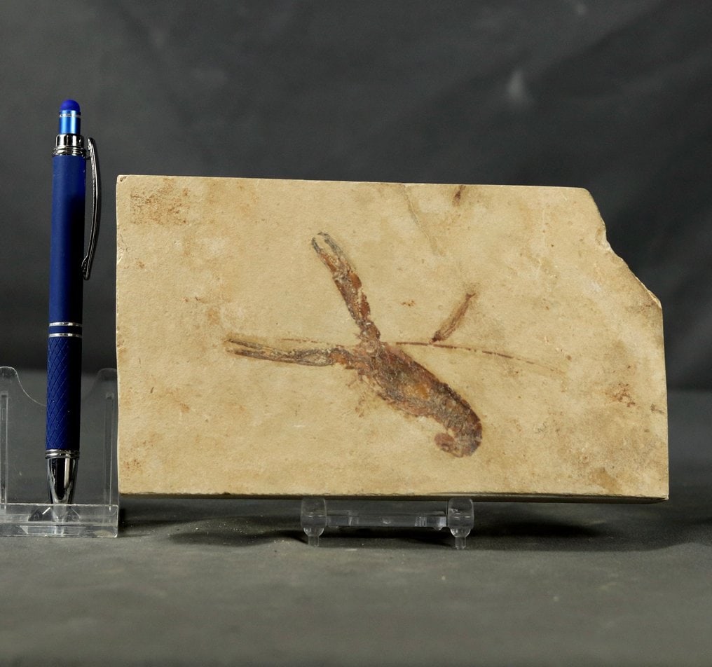 Very nicely preserved lobster - No color added - With antennas - Fossilised animal - Homarus: Name : Homarus hakelensis Age : Cretaceous - Cenomanian Findspot : Hakel , Lebanon The size of the lobster itself is 8.5 cm without the antennas. Very nicely preserved with no color added. The fossil 