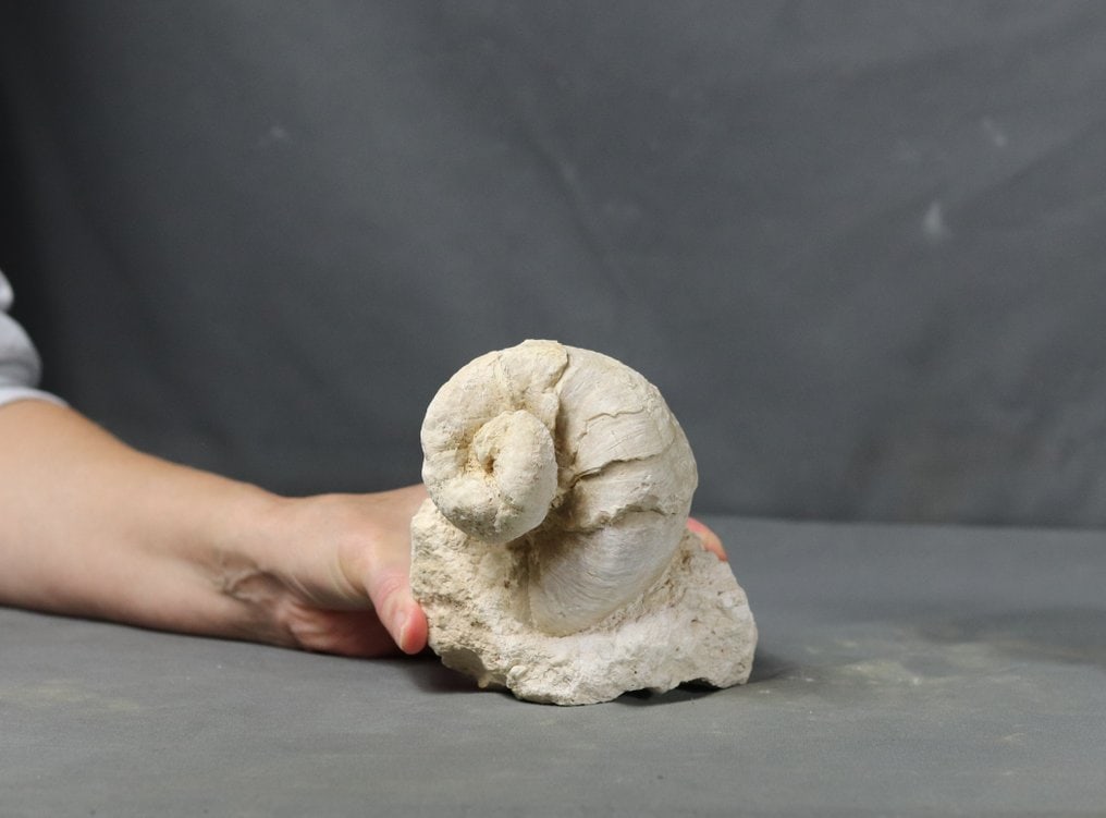 Natural fossil rudiste on stone - Outstanding preservation - Fossilised animal - Requienia ammonia (1 of 5)