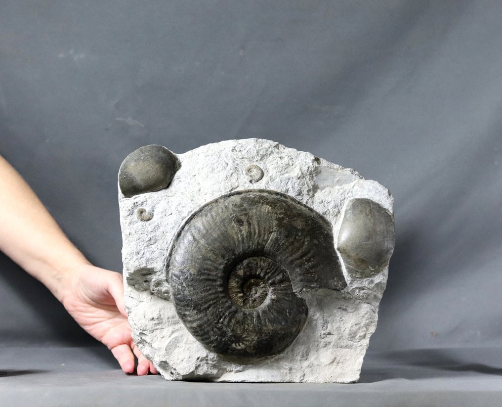 Highly decorative jurassic graveyard - Fossilised animal - Haugia variabilis & Plagiostoma - 26 cm -: Name: Haugia variabilis & Plagiostoma sp Age: Jurassic, Toarcian Find spot : Airvault , France The ammonite has a diameter of 17.5 cm. The stone has been sawed for acting as a stand. The weight is 6.3