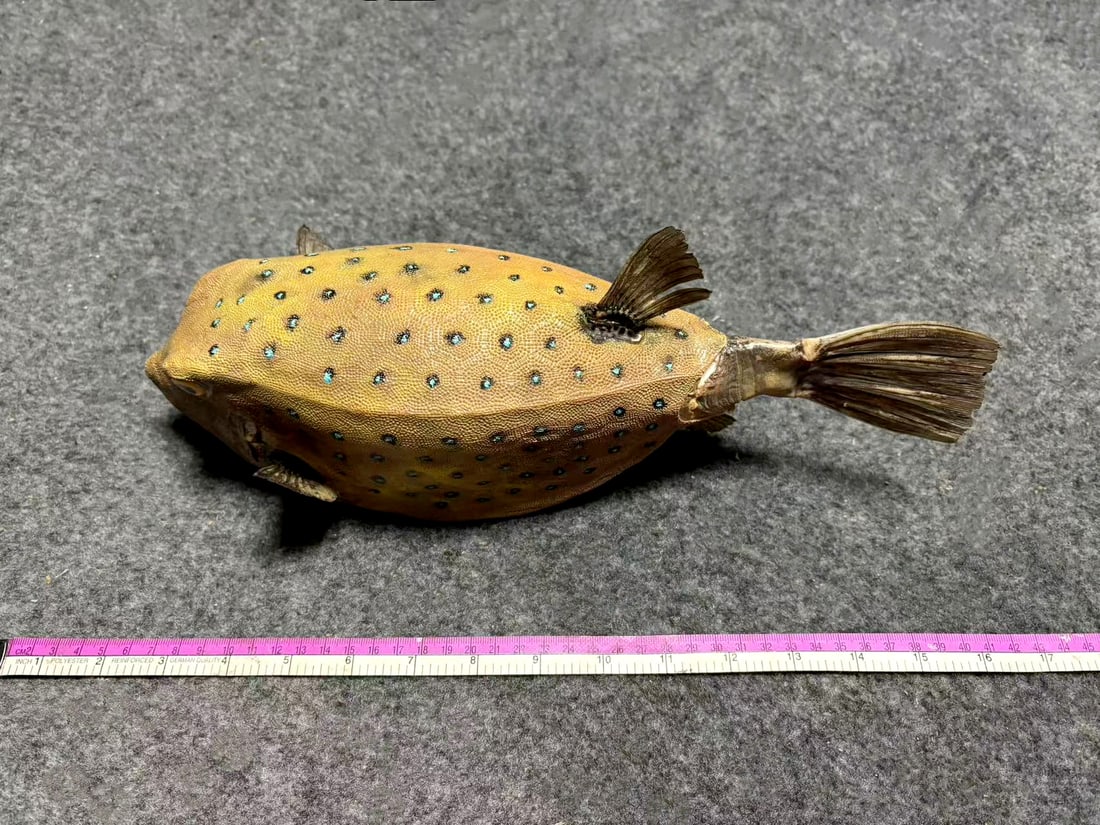 Extra Large Repainted Yellow Ocellated Box Fish Ostracion cubicus: Title: Extra Large Repainted Yellow Ocellated Box Fish Ostracion cubicus Description: Our crustacean taxidermies are preserved by experienced taxidermists, all meat and organs are 99% cleared with mem
