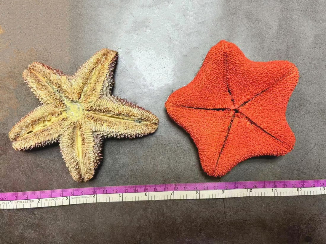 Repainted Pair of Colorful Starfishes: Title: Repainted Pair of Colorful Starfishes Description: Our crustacean taxidermies are preserved by experienced taxidermists, all meat and organs are 99% cleared with membranes and bone structure re