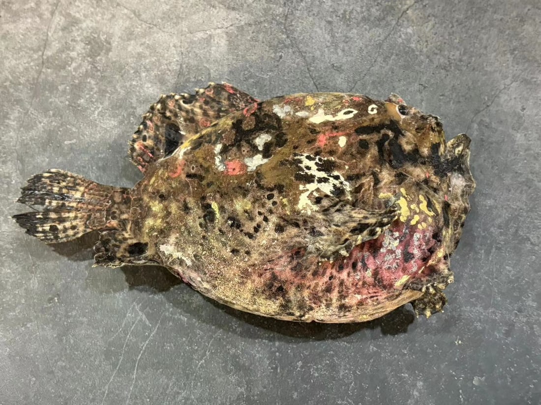 Colorful Frogfish Taxidermy: Title: Colorful Frogfish Taxidermy Description: Our crustacean taxidermies are preserved by experienced taxidermists, all meat and organs are 99% cleared with membranes and bone structure remaining. M