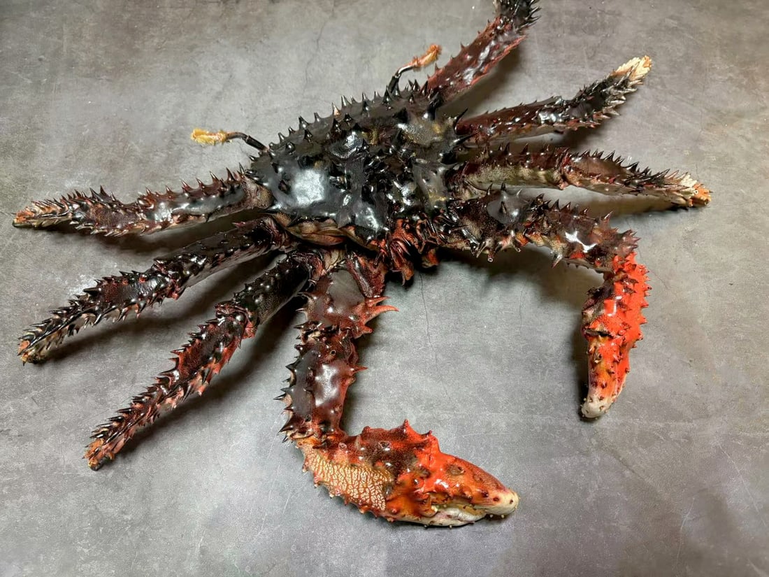 Repainted Peppercorn Crab Paralithodes brevipes: Title: Repainted Peppercorn Crab Paralithodes brevipes Description: Our crustacean taxidermies are preserved by experienced taxidermists, all meat and organs are 99% cleared with membranes and bone st