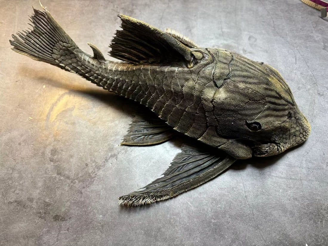 Royal plecos Panaque armbrusteri Fish Taxidermy: Title: Royal plecos Panaque armbrusteri Fish Taxidermy Description: Our crustacean taxidermies are preserved by experienced taxidermists, all meat and organs are 99% cleared with membranes and bone st