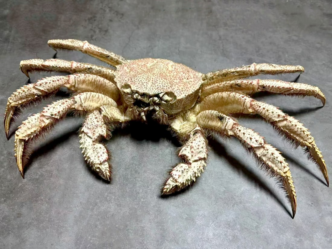 Very Large Horsehair Crab Erimacrus isenbeckii: Title: Very Large Horsehair Crab Erimacrus isenbeckii Description: Our crustacean taxidermies are preserved by experienced taxidermists, all meat and organs are 99% cleared with membranes and bone str