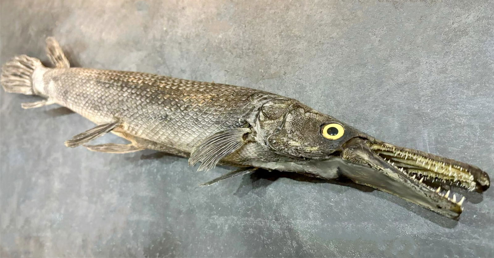 Alligator Gar Atractosteus spatula Taxidermy: Title: Alligator Gar Atractosteus spatula Taxidermy Description: Our crustacean taxidermies are preserved by experienced taxidermists, all meat and organs are 99% cleared with membranes and bone struc