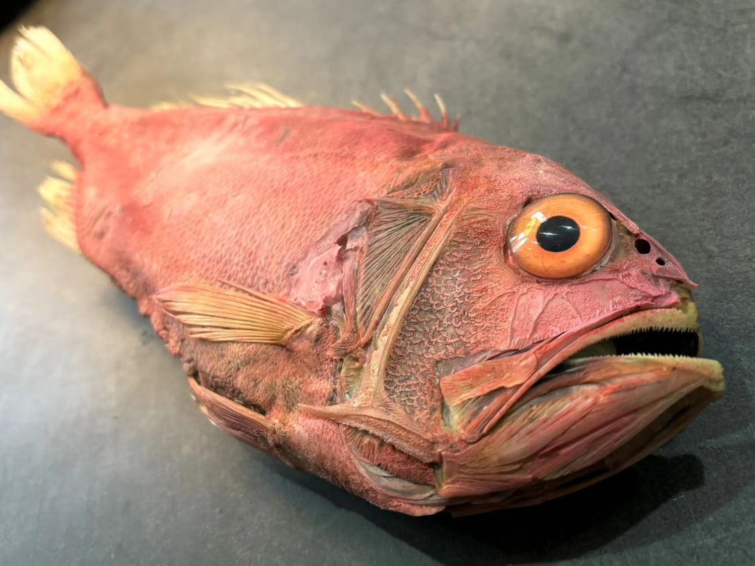 Orange roughy Fish Hoplostethus atlanticus Taxidermy: Title: Orange roughy Fish Hoplostethus atlanticus Taxidermy Description: Our crustacean taxidermies are preserved by experienced taxidermists, all meat and organs are 99% cleared with membranes and bo