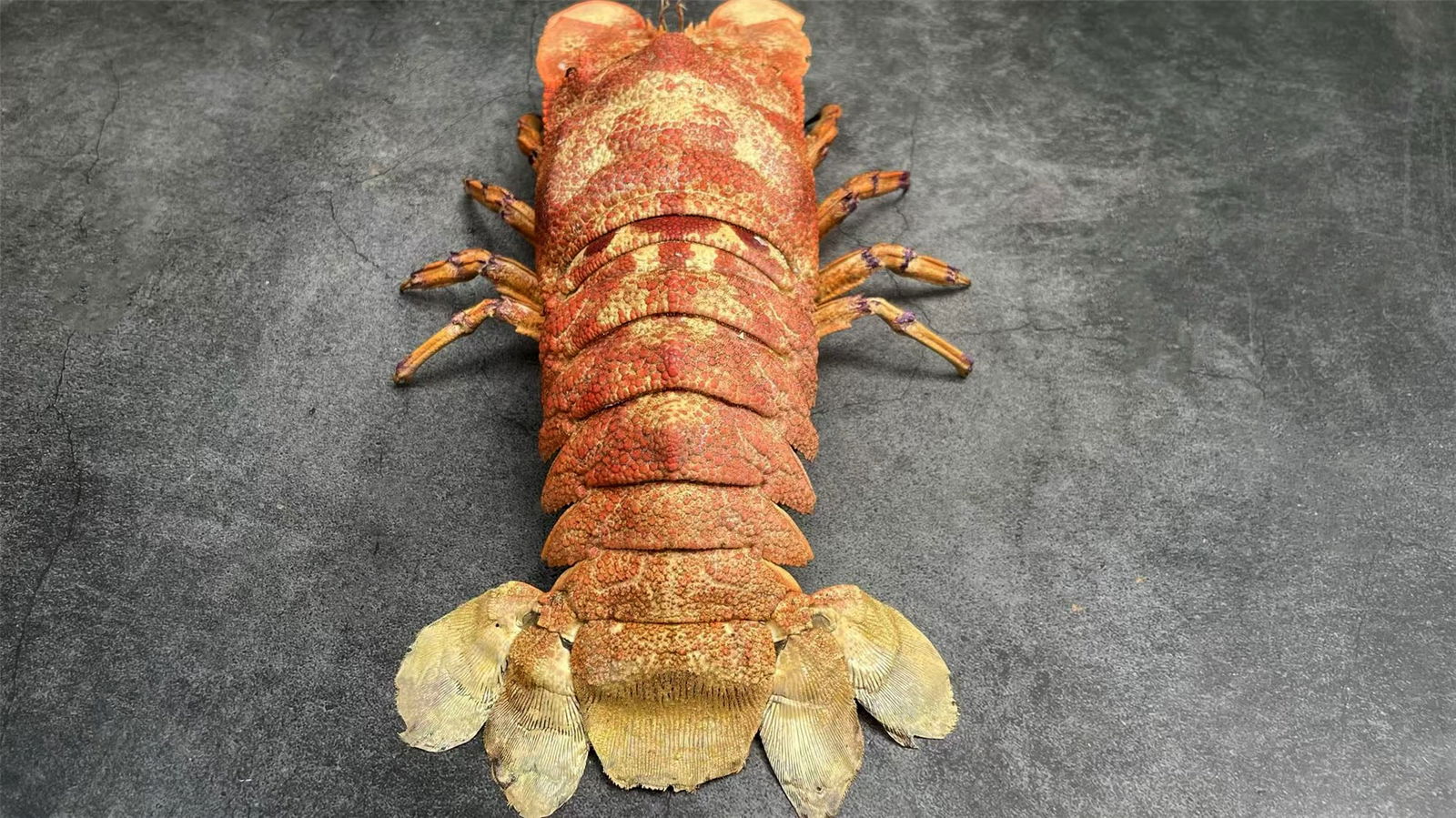 Very Large Size Blunt Slipper Lobster Scyllarides squammosus: Title: Very Large Size Blunt Slipper Lobster Scyllarides squammosus Description: Our crustacean taxidermies are preserved by experienced taxidermists, all meat and organs are 99% cleared with membrane