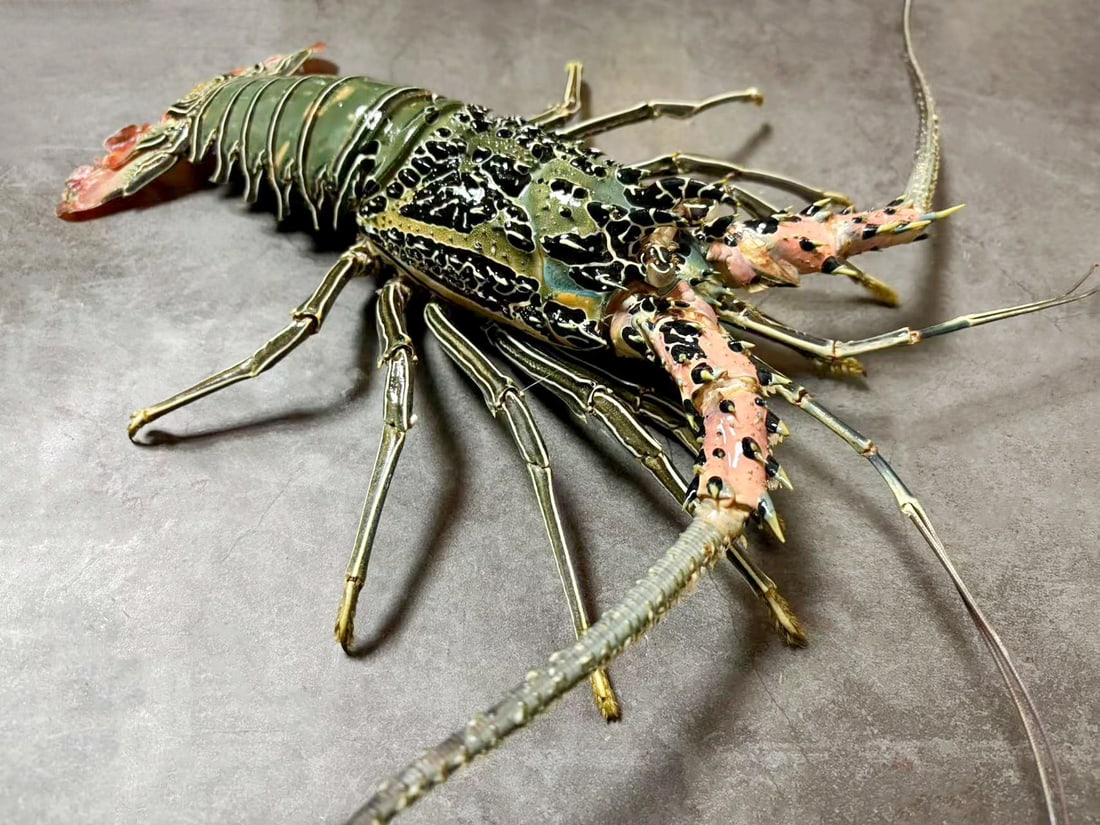 Natural Color Green Lobster Panulirus versicolor: Title: Natural Color Green Lobster Panulirus versicolor Description: Our crustacean taxidermies are preserved by experienced taxidermists, all meat and organs are 99% cleared with membranes and bone s