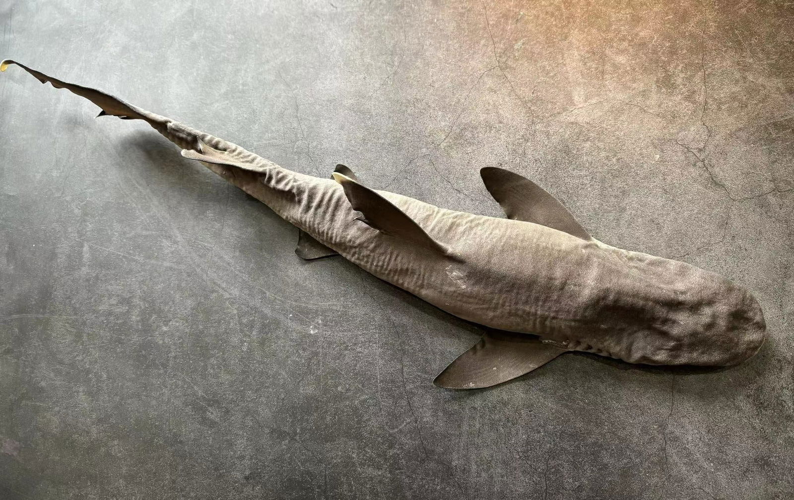 Whitetip reef shark Triaenodon obesus Taxidermy: Title: Whitetip reef shark Triaenodon obesus Taxidermy Description: Our crustacean taxidermies are preserved by experienced taxidermists, all meat and organs are 99% cleared with membranes and bone st