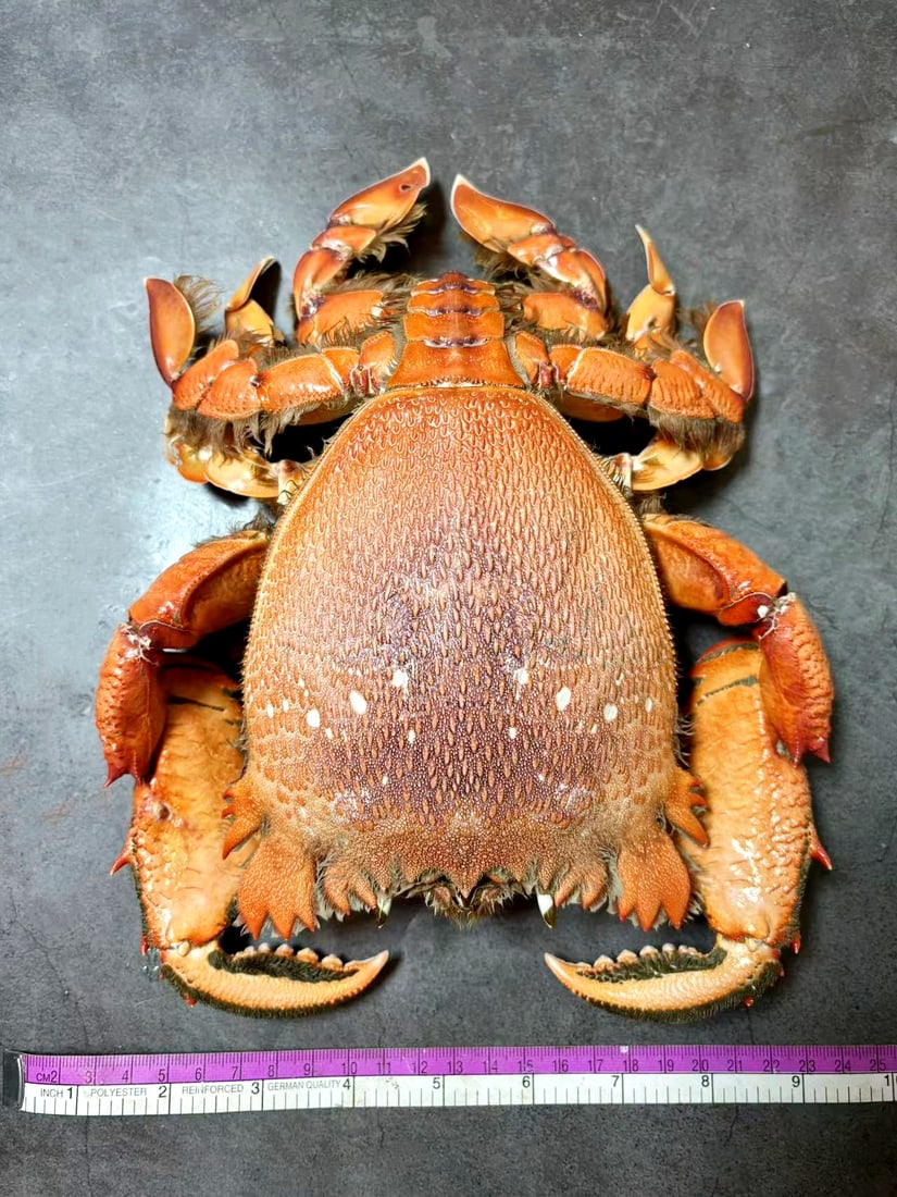 Extra Large Tiger Crab Ranina ranina: Title: Extra Large Tiger Crab Ranina ranina Description: Our crustacean taxidermies are preserved by experienced taxidermists, all meat and organs are 99% cleared with membranes and bone structure rem