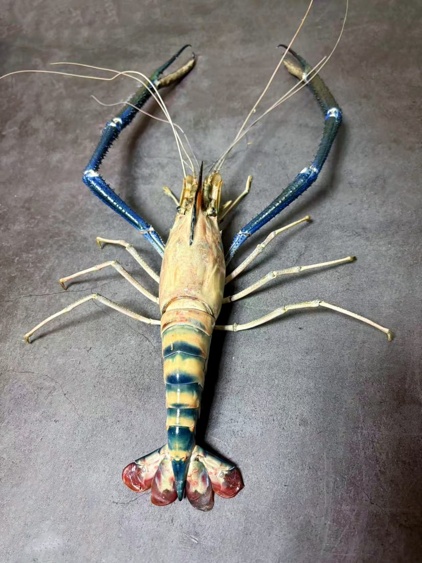 Fresh Water Prawn Macrobrachium rosenbergii: Title: Fresh Water Prawn Macrobrachium rosenbergii Description: Our crustacean taxidermies are preserved by experienced taxidermists, all meat and organs are 99% cleared with membranes and bone struct