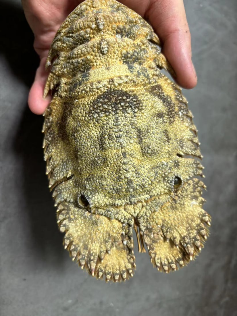 Large Size Artic Reef Fan Lobster Parribacus antarcticus: Title: Large Size Artic Reef Fan Lobster Parribacus antarcticus Description: Our crustacean taxidermies are preserved by experienced taxidermists, all meat and organs are 99% cleared with membranes an