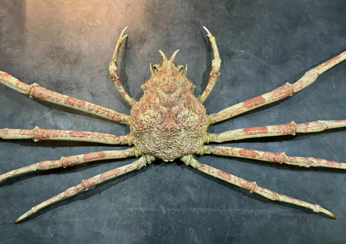 80cm Male Japanese Spider Crab Macrocheira kaempferi: Title: 80cm Male Japanese Spider Crab Macrocheira kaempferi Description: Our crustacean taxidermies are preserved by experienced taxidermists, all meat and organs are 99% cleared with membranes and bo