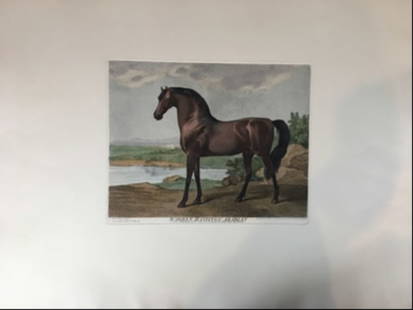 George Stubbs (English, 1724–1806) Warren Hastings' Arabian. 1798: Etching with hand coloring. Paper size: 16 3/4" x 20 1/2"; Image size: 7 7/8" x 10 Reserve: $35.00 Shipping: Domestic: Flat-rate of $25.00 to anywhere within the contiguous U.S. International: Foreign