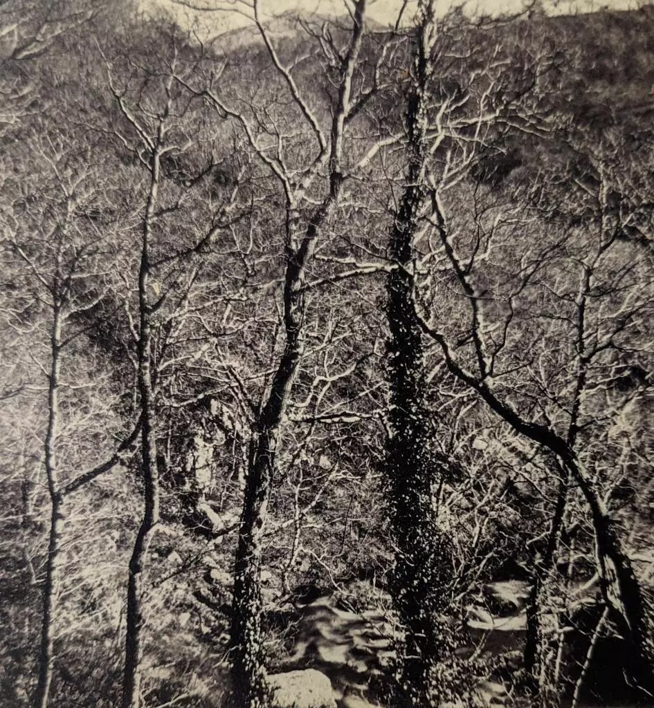 ca. 1870 s THE WILDERNESS, JOHN BROWN'S TRACT by E. & H.T. ANTHONY ADIRONDACK NY (1 of 3)