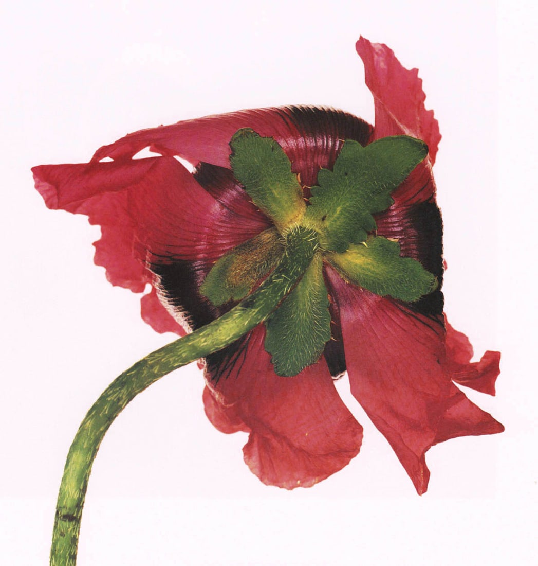 IRVING PENN - Single Oriental Poppy, NY, 1968: Artist: IRVING PENN Print Title: Single Oriental Poppy, NY, 1968 Medium: Photolithograph Printed 1990’s in the US Image size (inches) approx. 9 x 8.5” Irving Penn was an American photograp