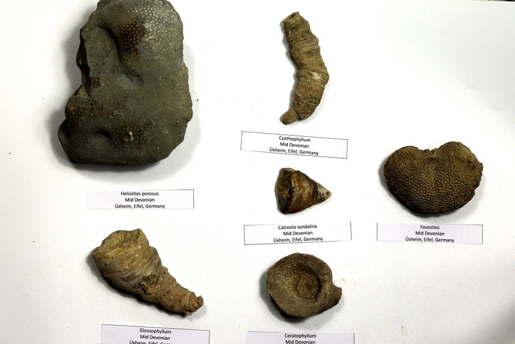 Detailfull and outstanding fossil coral collection - Fossilised animal - Mixed species (1 of 4)