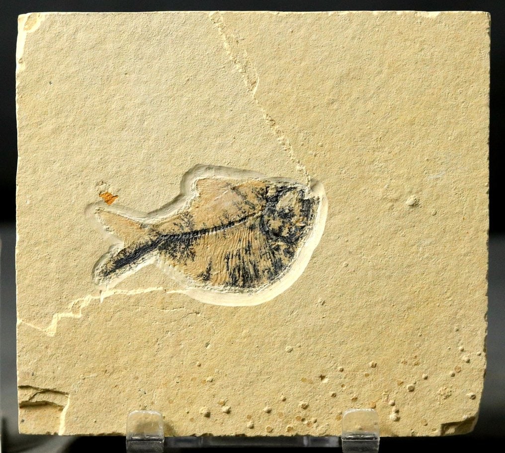 Outstanding fossil fish - Extremely well detailed - Fossilised animal - Thorectichthys marocensis (1 of 3)