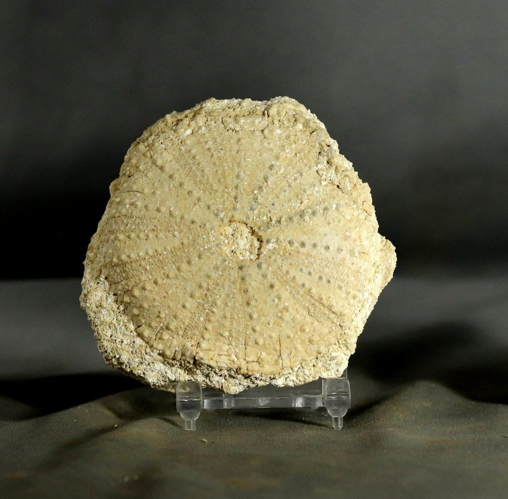 Very big Echinoid - Fossilised animal - Tripneustes Parkinsoni (8.5 cm !! ): Name: Tripneustes Parkinsoni (Agassiz, 1847) Age: Miocene Origin: Lacoste, Luberon, France The sea urchin measures 8.5 cm and weighs 236 g. The stand is not included. Delivery by post via Colissimo. R