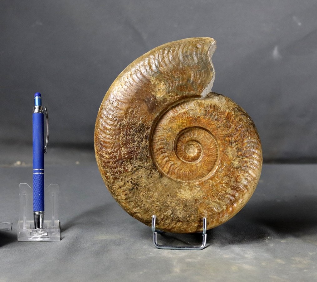 Fine ammonite on elegant steel stand - Fossilised animal - Harpoceras falciferum - 19 cm (1 of 3)