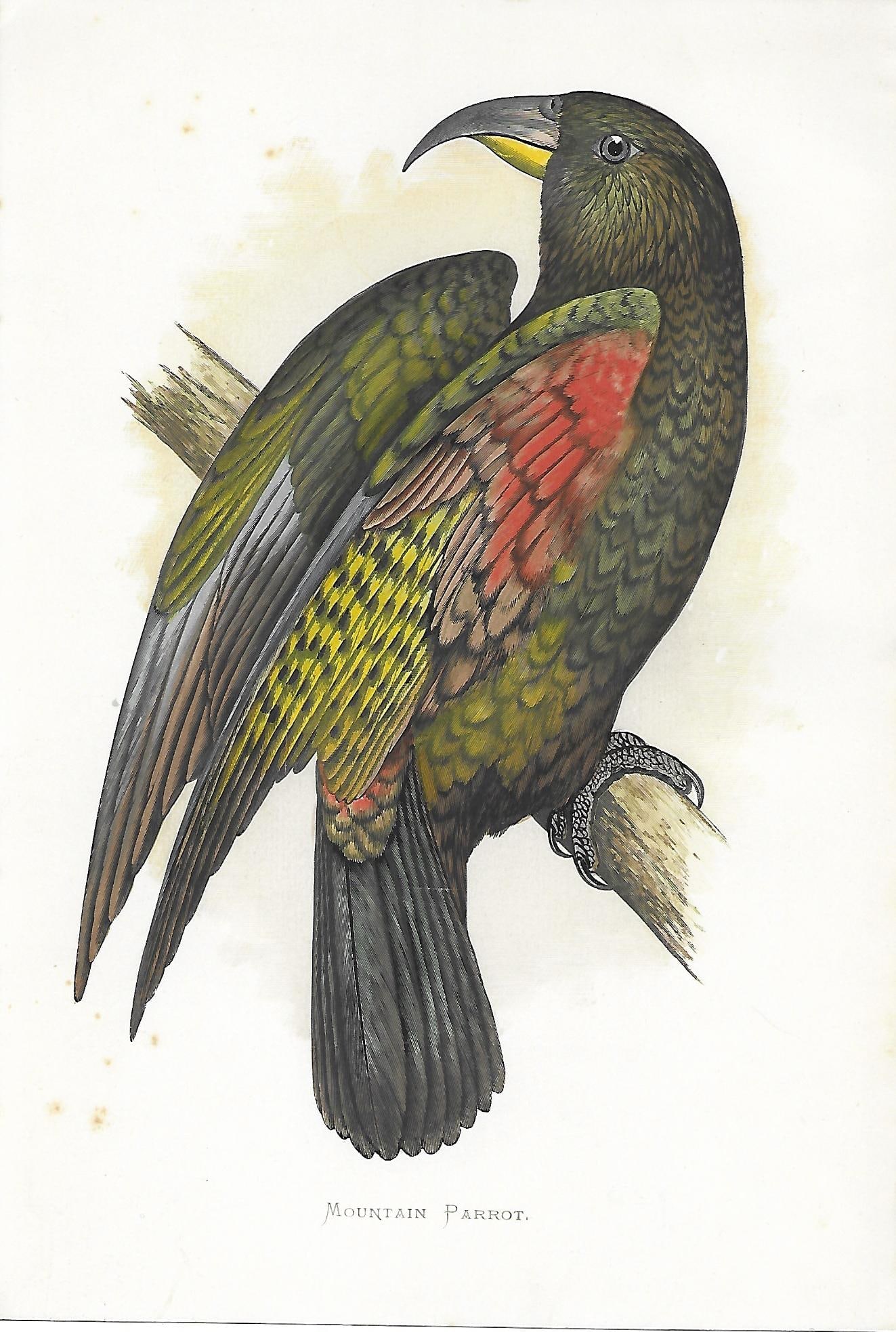 Mountain Parrot - original print (1 of 1)