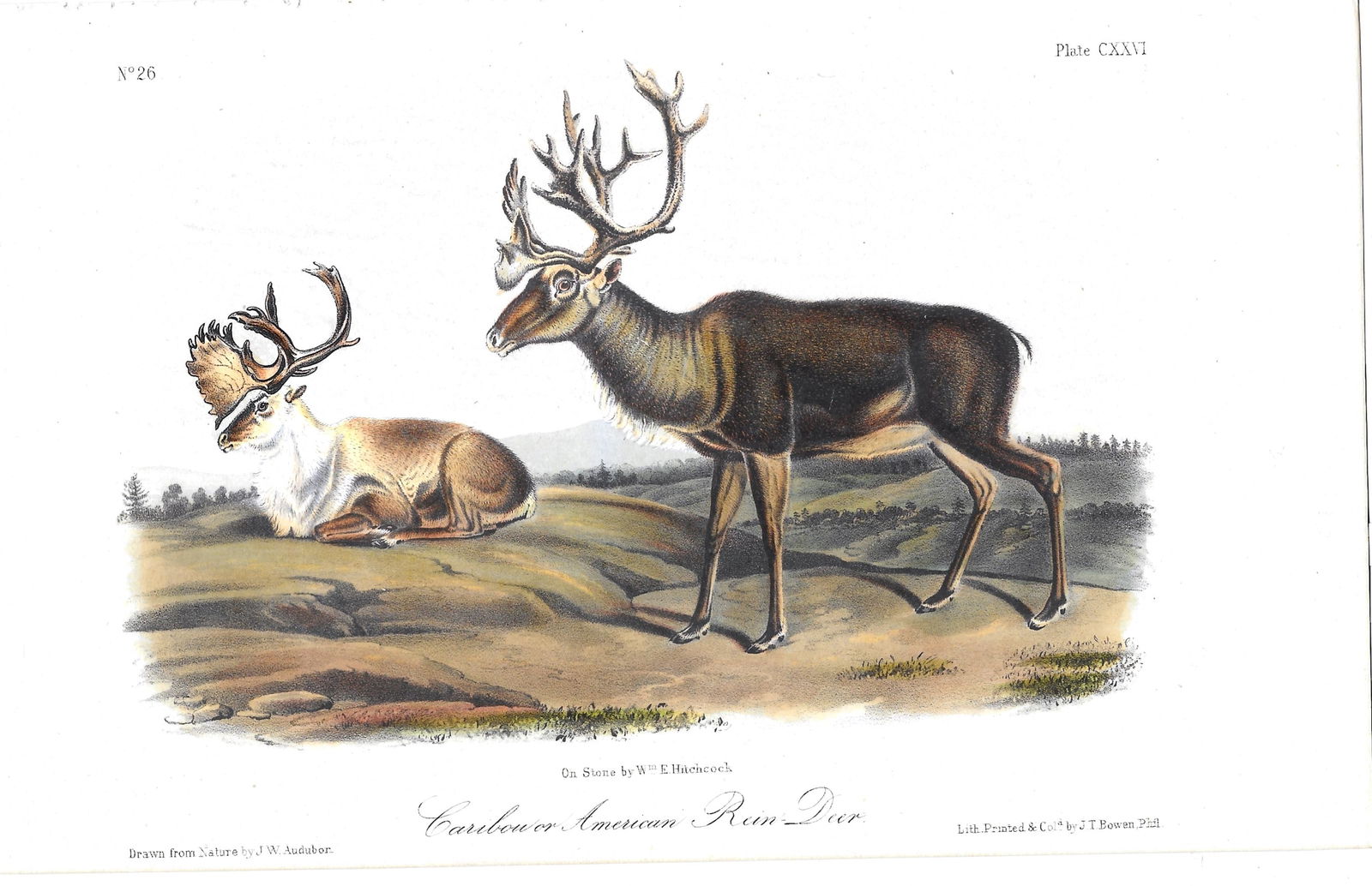Caribou or American Reindeer - Original Audubon print (1 of 1)
