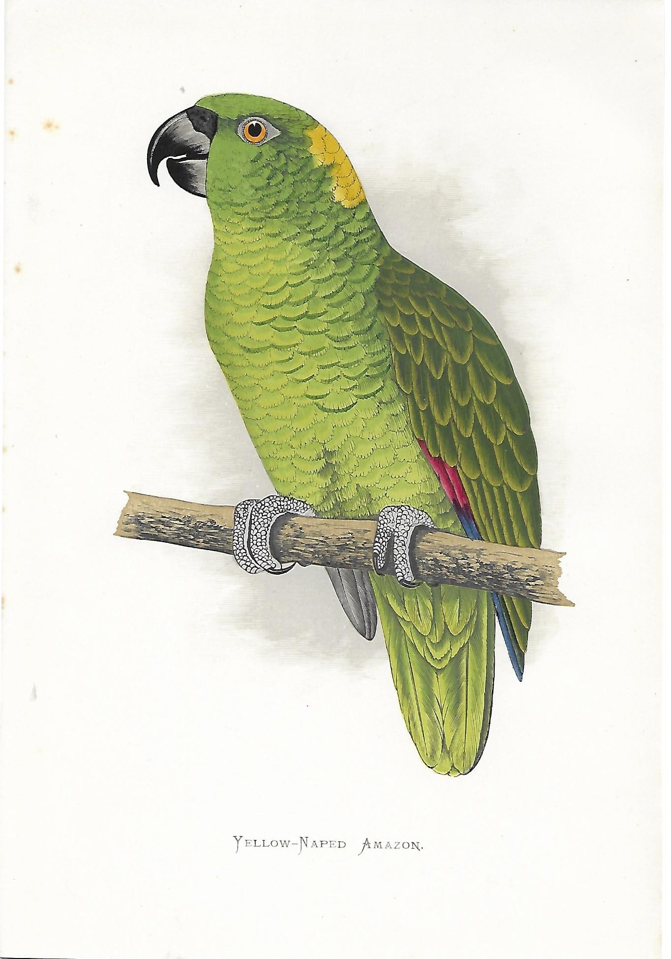 Yellow-naped Amazon - original print (1 of 1)
