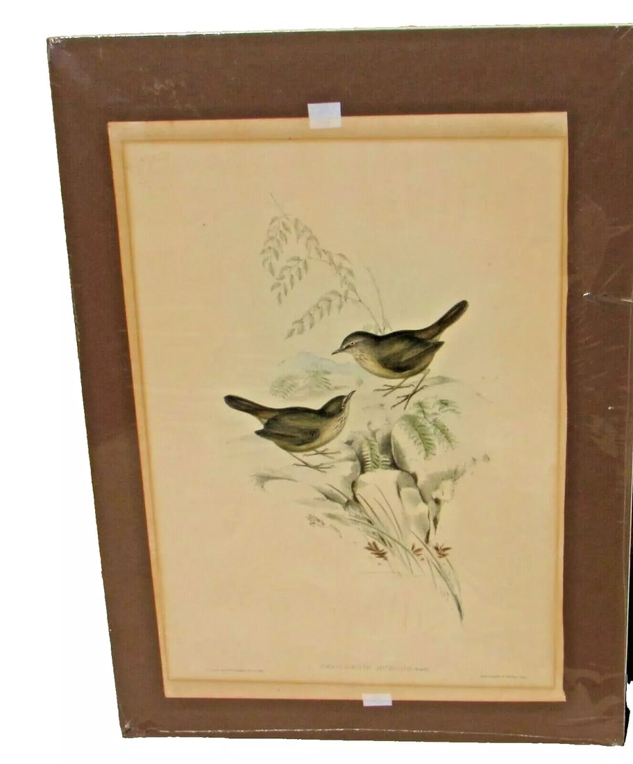 JOHN GOULD Original Vintage Lithograph Tasmanian Scrub Wren Sericornis Humilis (1 of 6)