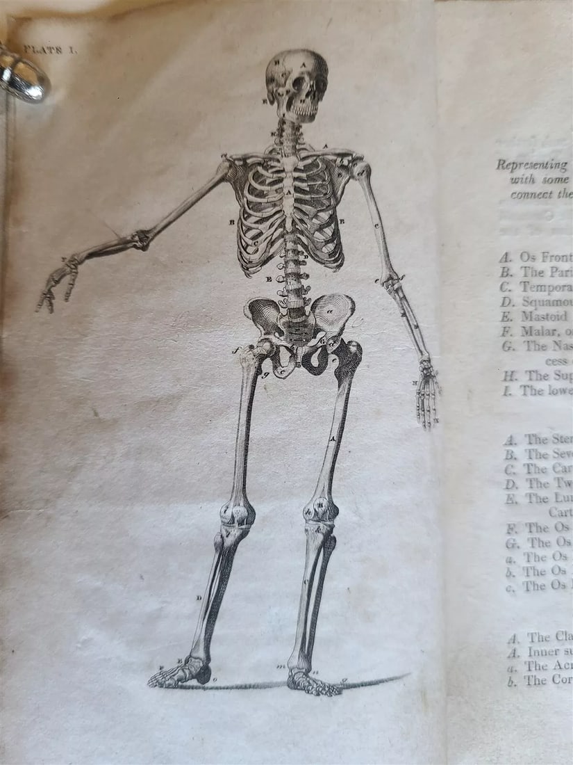 1822 ENGRAVINGS OF THE HUMAN BONES by WILLIAM CHESELDEN ILLUSTRATED antique (1 of 16)