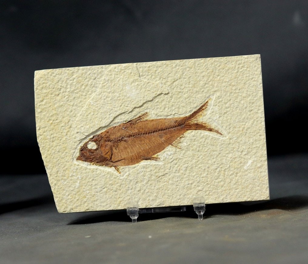 Outstanding Fossil fish - - Fossilised animal - Knightia eocena ( 10.2 cm ) - 16 cm - 10 cm (1 of 3)