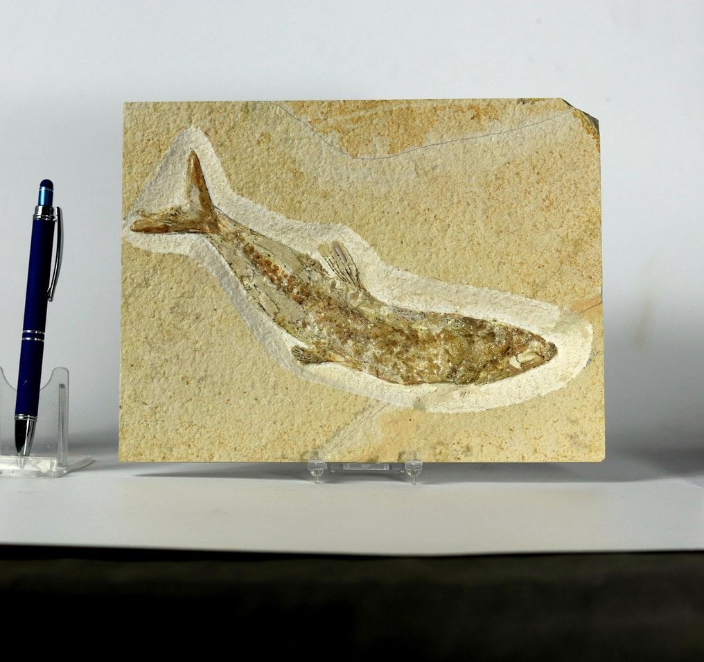 A fine preserved fossil fish from Solnhofen limestone - Unusual color - Fossilised animal - Tharsis (1 of 3)