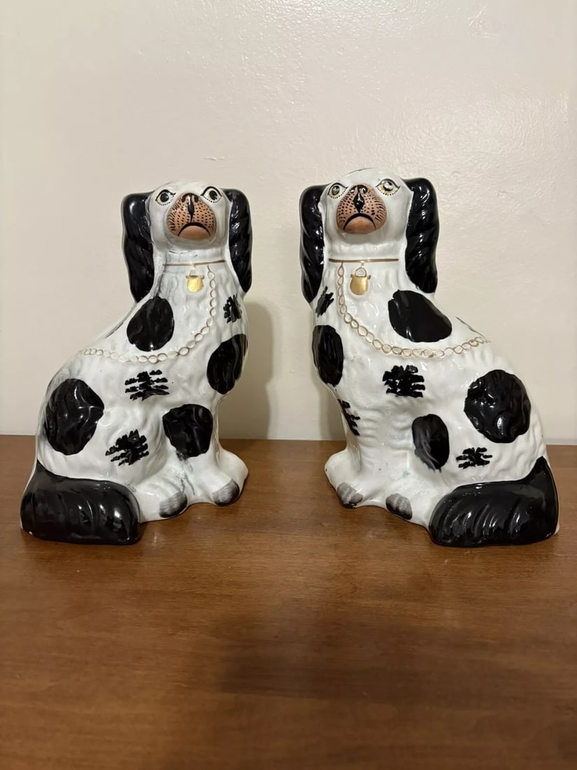 Pr English Staffordshire Spaniel Dogs (1 of 11)