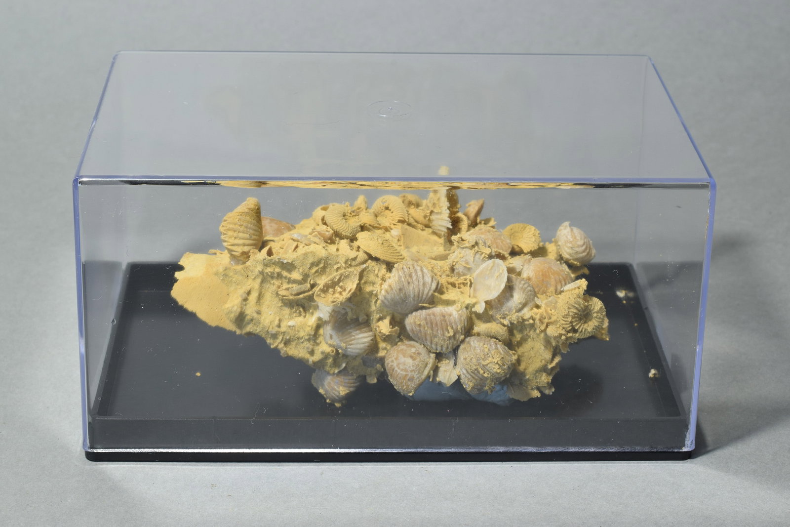 Silicified fossils in natural limestone matrix (1 of 10)