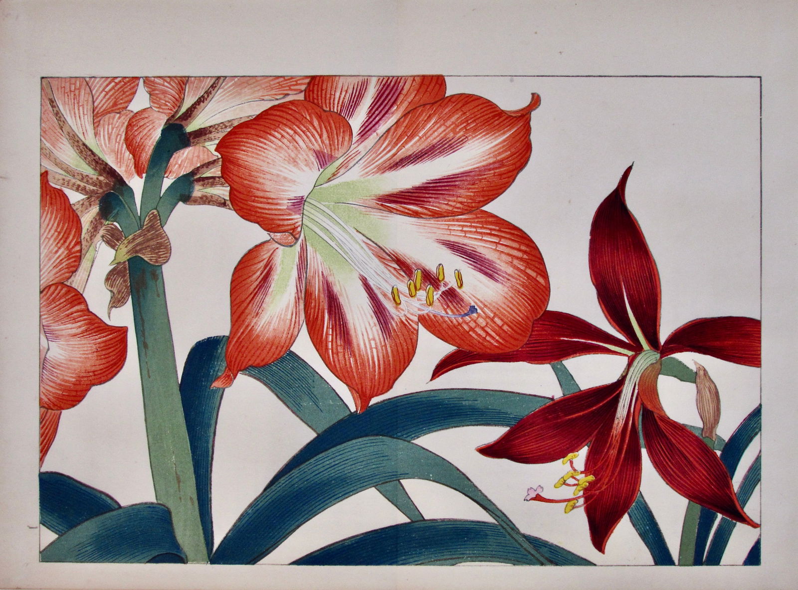 Konan: Amaryllis (1 of 2)