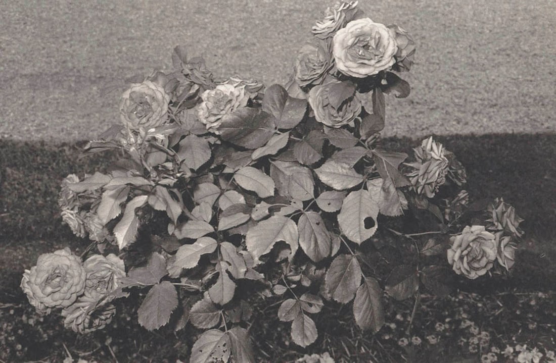 LEE FRIEDLANDER - St. Cloud France, 1973: Artist: LEE FRIEDLANDER Print Title: St. Cloud France, 1973 Medium: Authentic Vintage Photoengraving Printed 1980’s in the US Image size (inches) approx. 7.5 x 11” Lee Friedlander is an Am